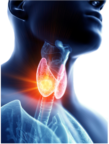 Examens de la Thyroïde : cet organe mal connu mais primordial